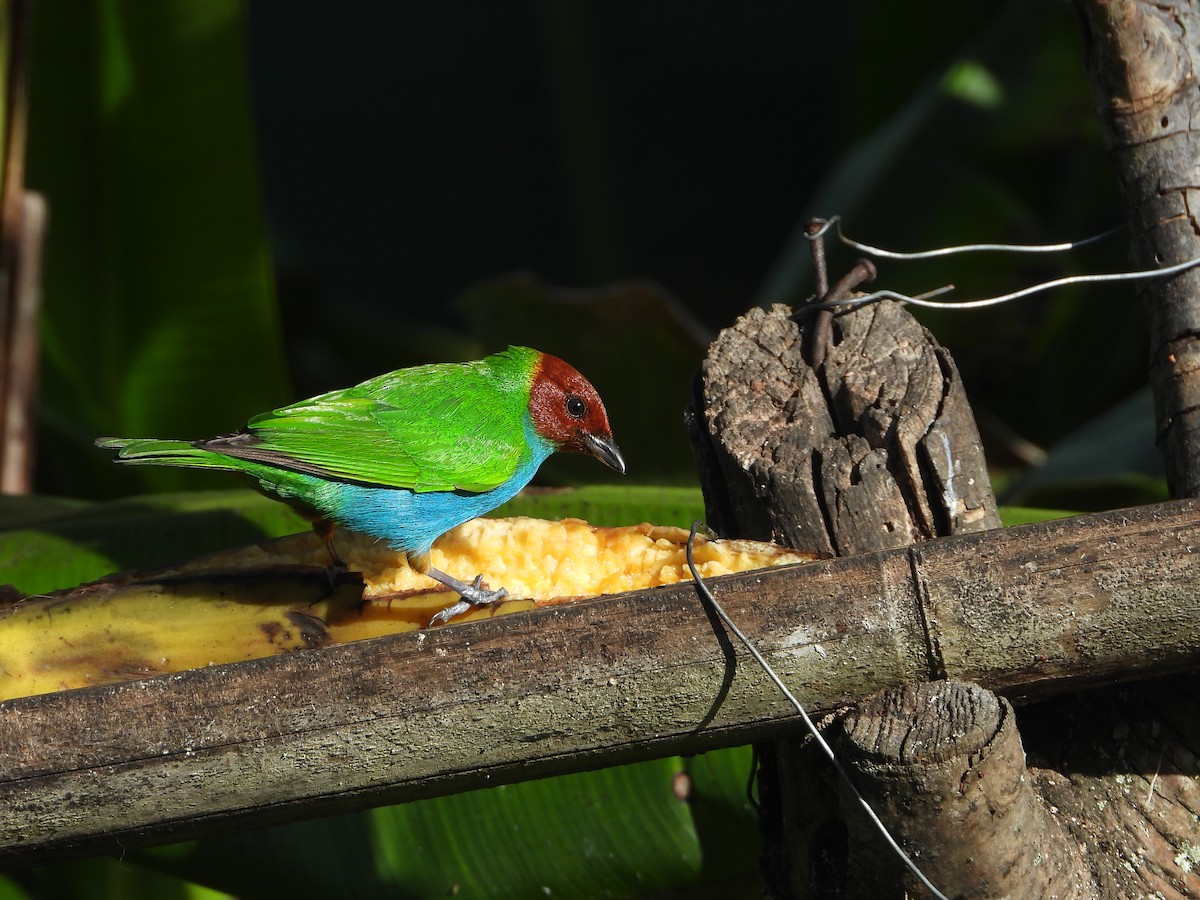 Bay-headed Tanager - ML639856252