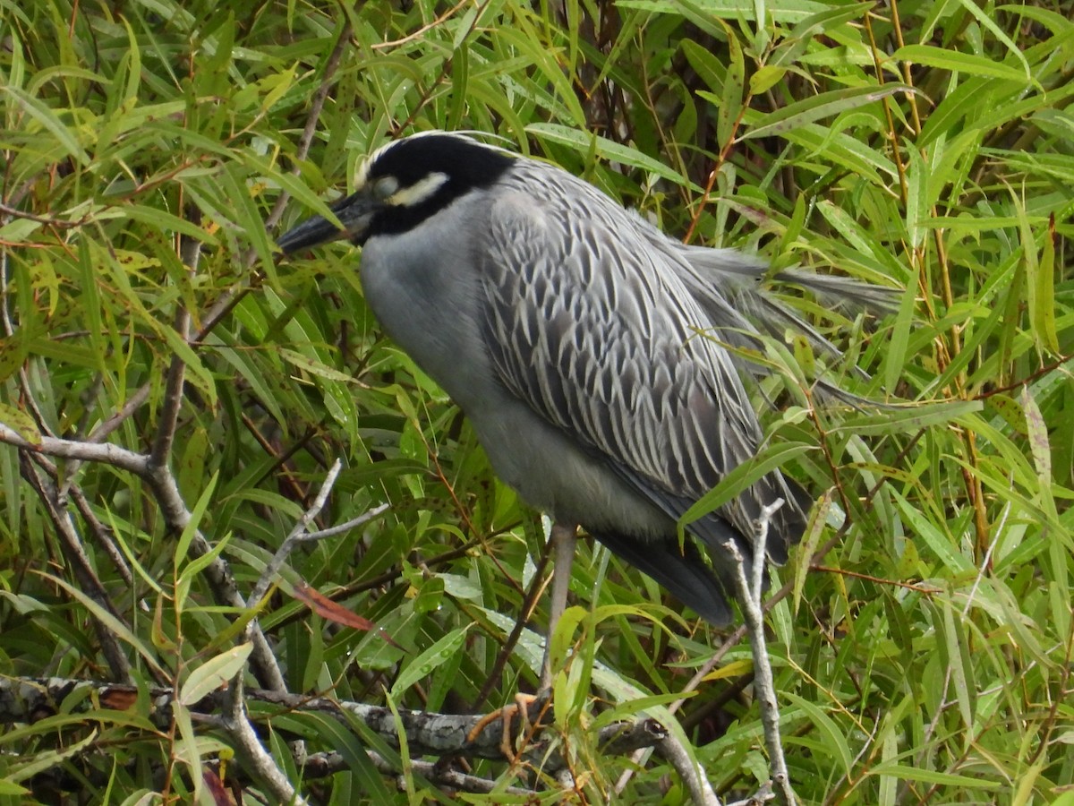 Yellow-crowned Night Heron - ML639856253