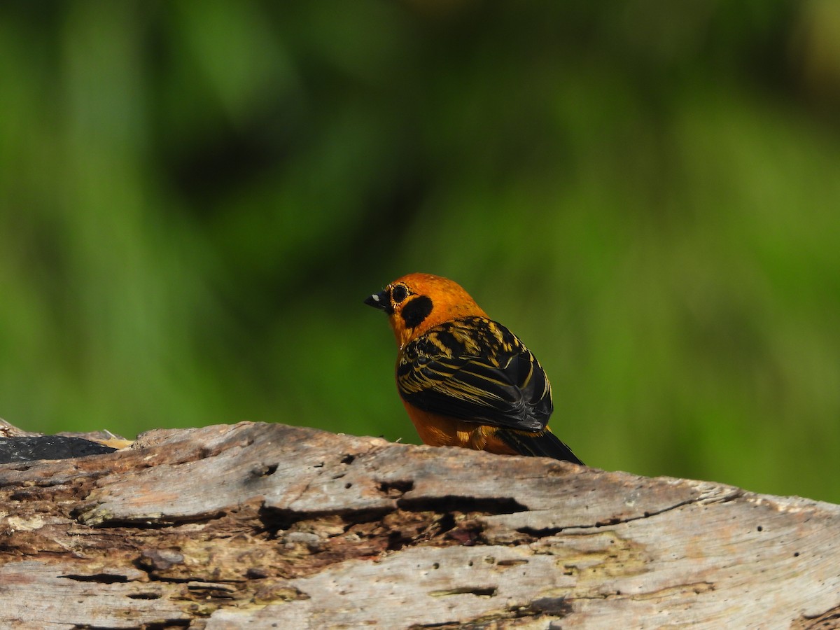 Golden Tanager - ML639856261