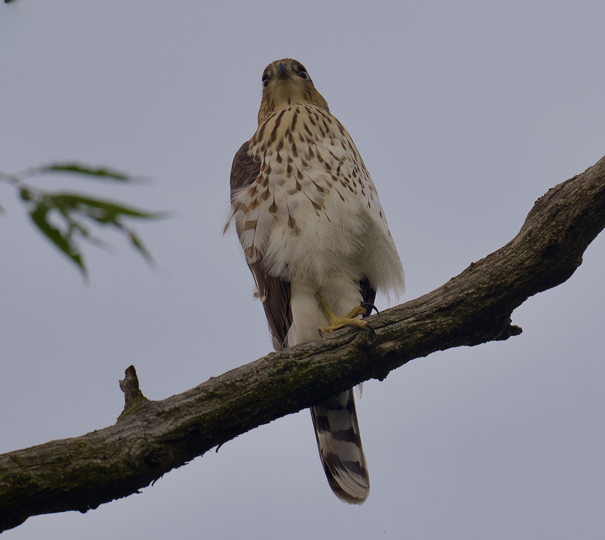 Cooper's Hawk - ML639856309