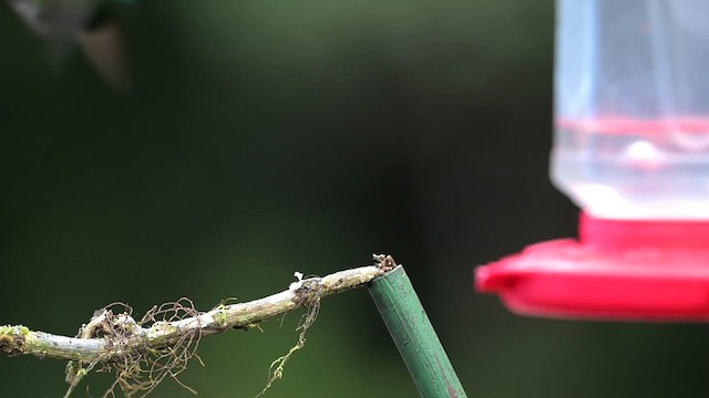 Talamanca Hummingbird - ML639856335