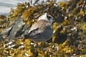 Black Tern - ML639856350