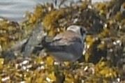 Black Tern - ML639856351
