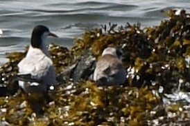 Black Tern - ML639856352