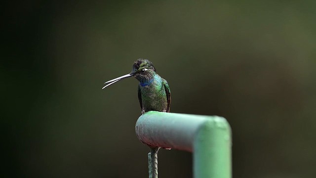 Talamanca Hummingbird - ML639856359