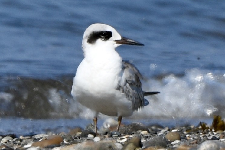 Forster's Tern - ML639856360