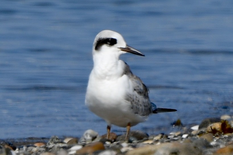 Forster's Tern - ML639856361