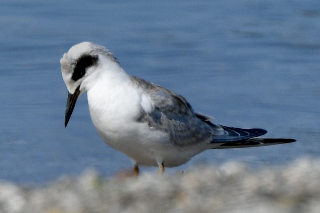 Forster's Tern - ML639856362
