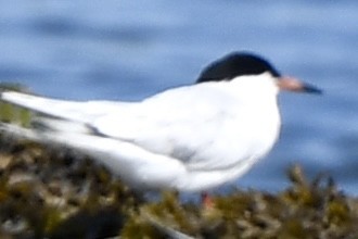 Roseate Tern - ML639856371