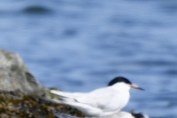 Roseate Tern - ML639856372