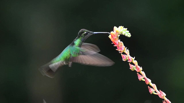 Talamanca Hummingbird - ML639856403