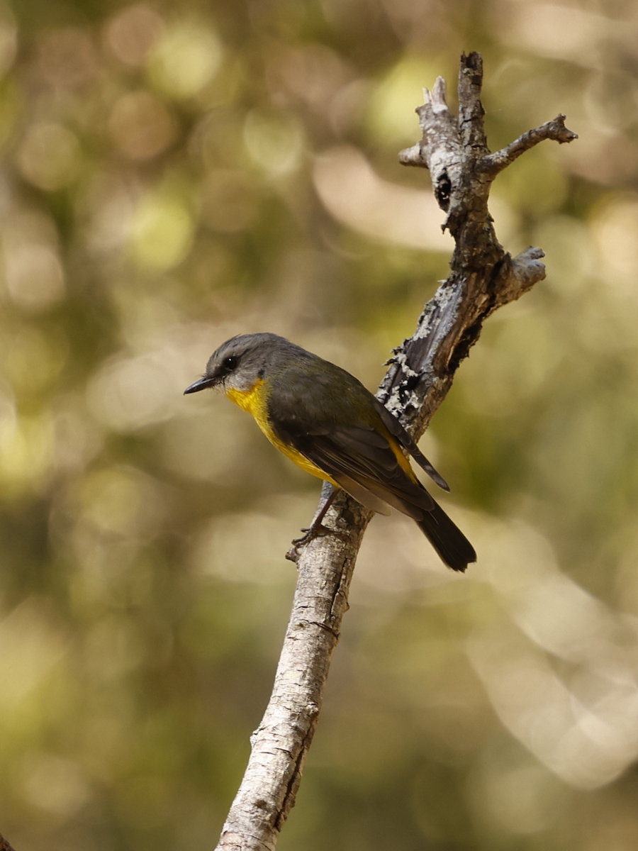 Eastern Yellow Robin - ML639856470