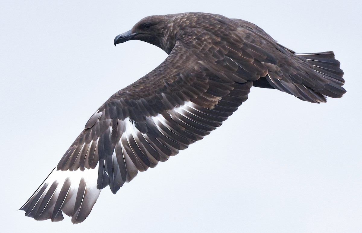 Marikaka polarra - ML639856475