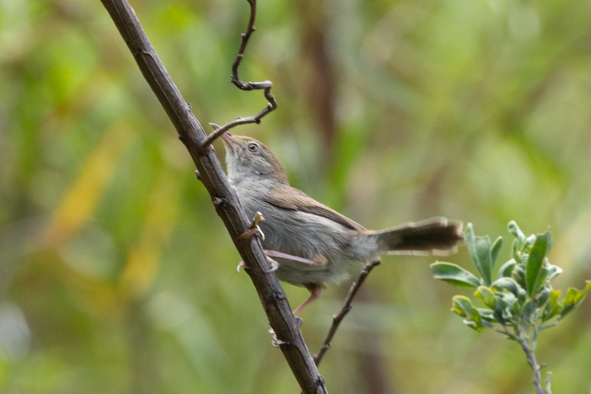 Piping Cisticola - ML639856491
