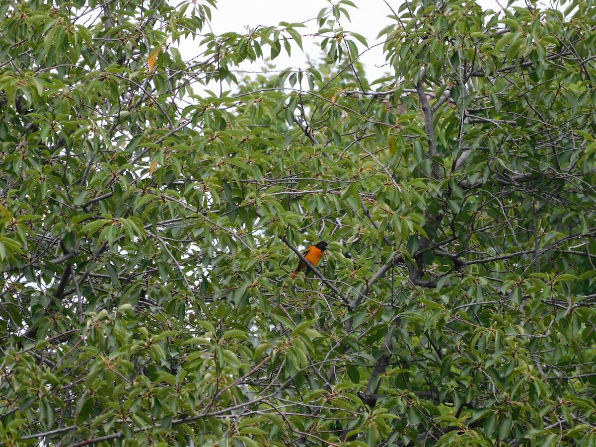 ボルチモアムクドリモドキ - ML639856515