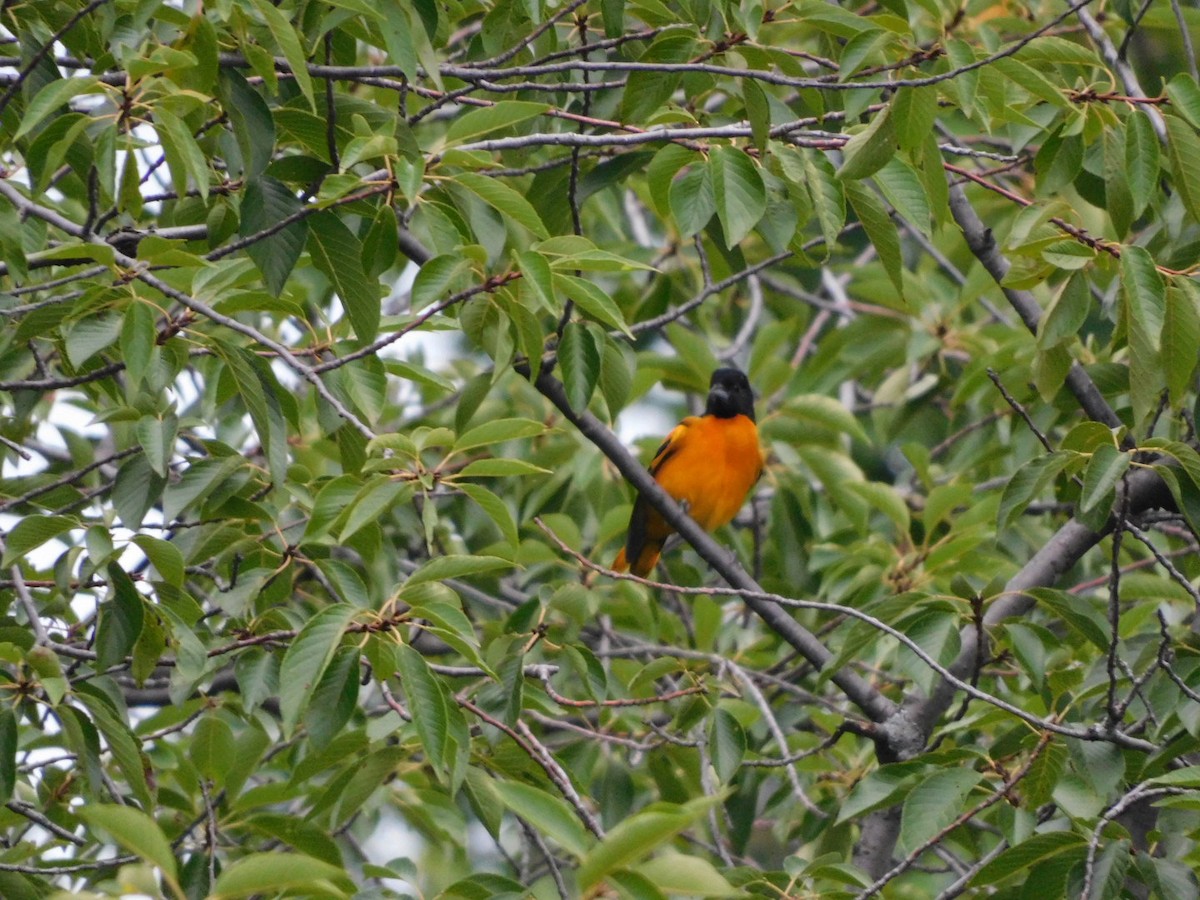 ボルチモアムクドリモドキ - ML639856516