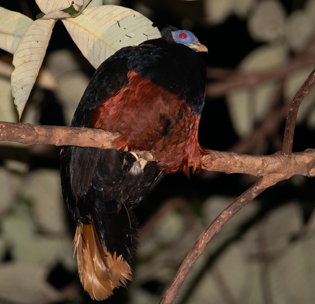 Bornean Crested Fireback - ML639856530