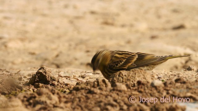 European Serin - ML639856558