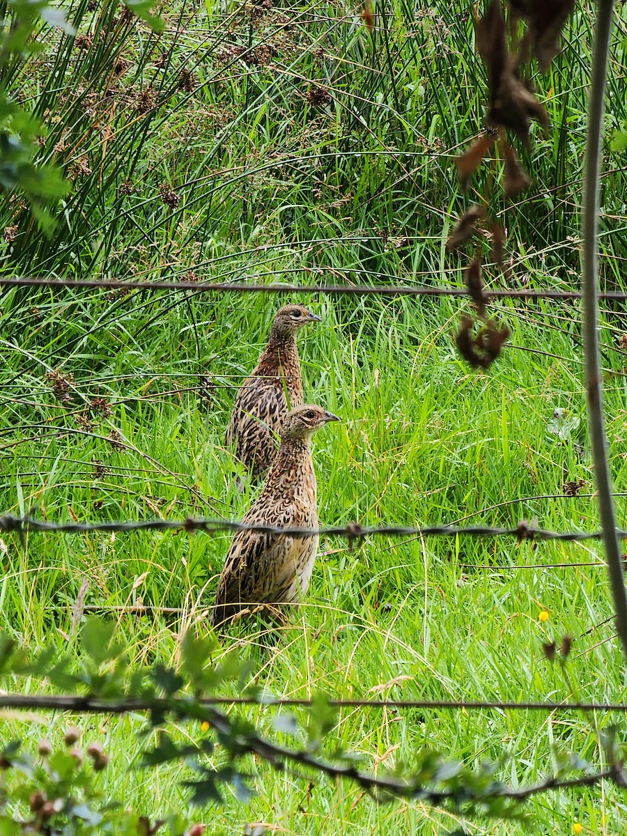 Ring-necked Pheasant - ML639856563