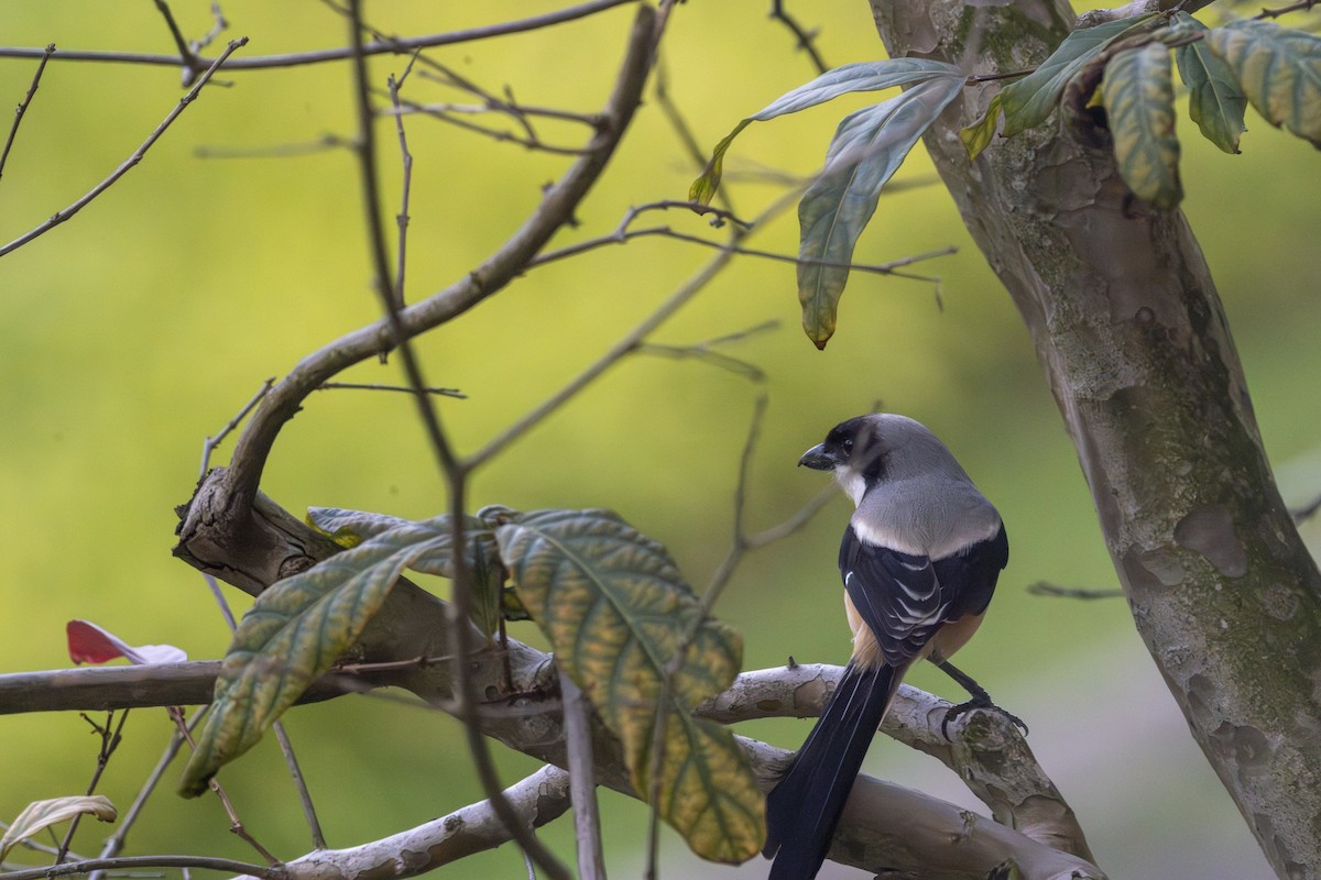 Long-tailed Shrike - ML639856765