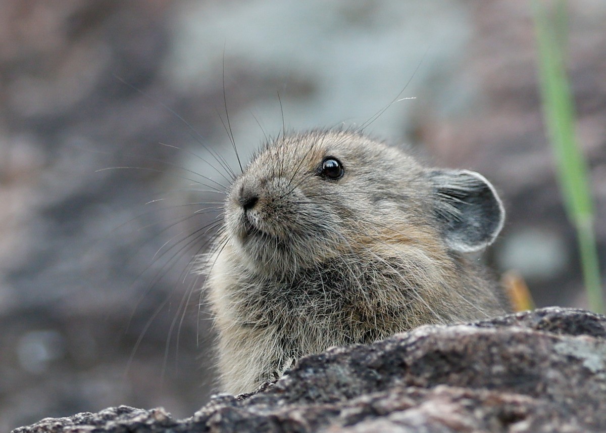 American Pika - ML639856788
