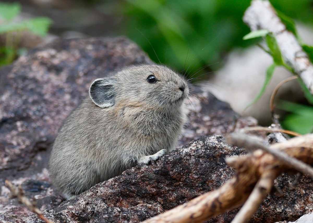 American Pika - ML639856789