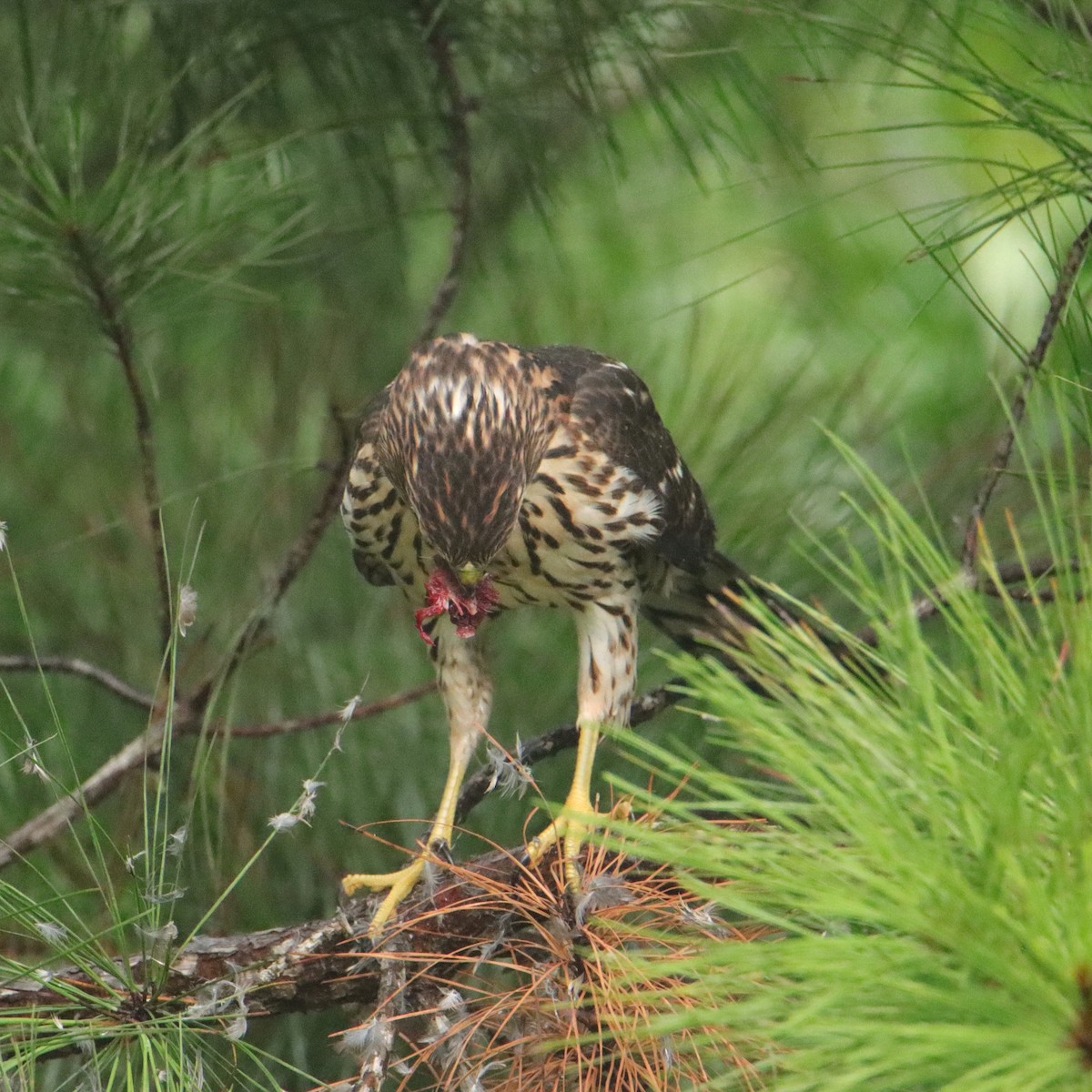 Cooper's Hawk - ML639856933