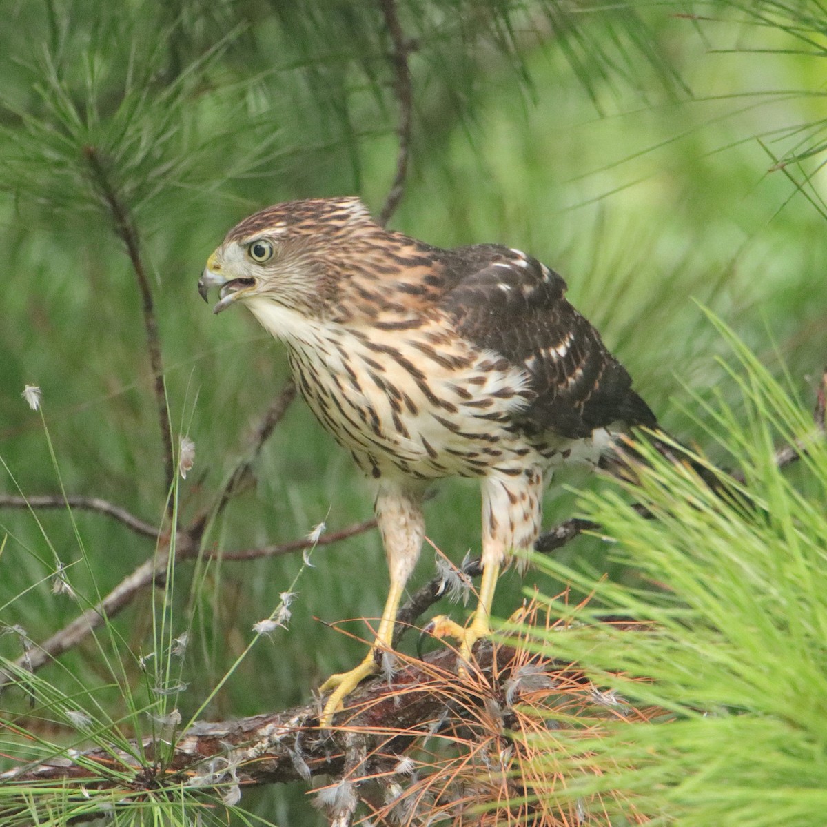 Cooper's Hawk - ML639856934