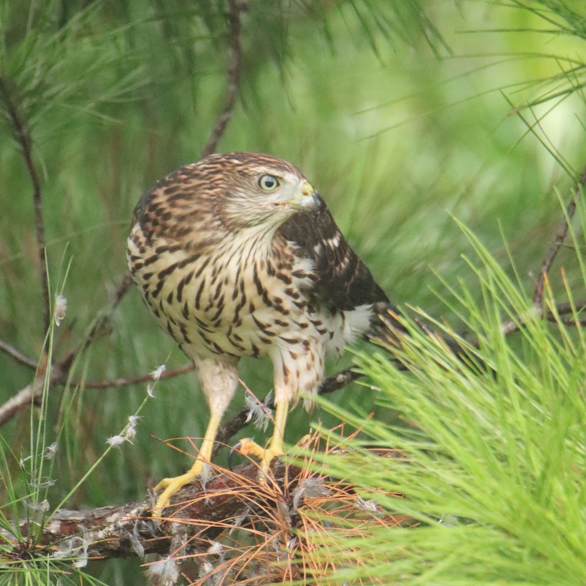 Cooper's Hawk - ML639856935