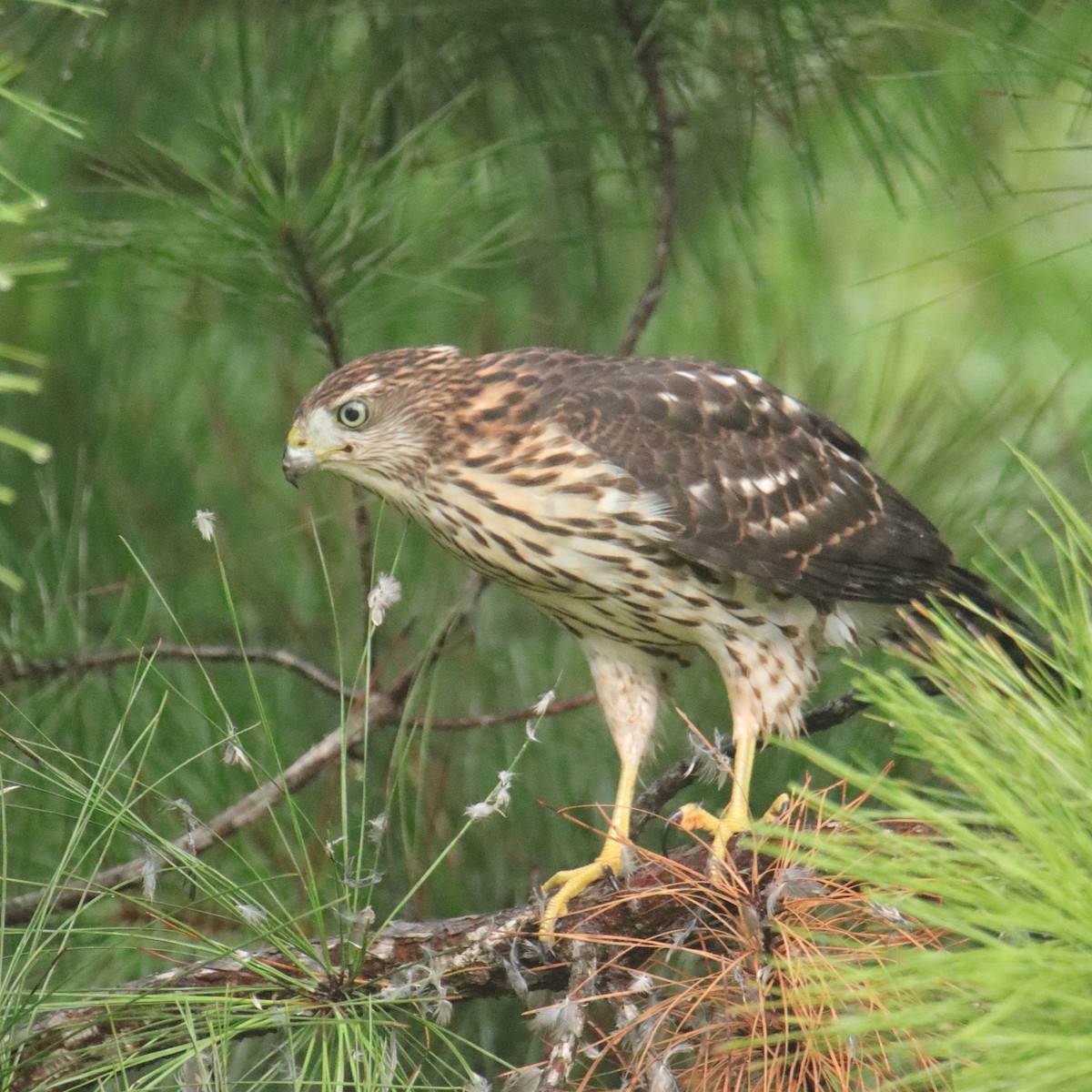 Cooper's Hawk - ML639856936