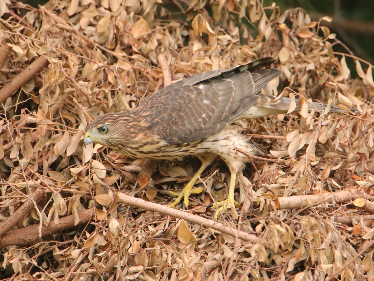 Cooper's Hawk - ML639856937
