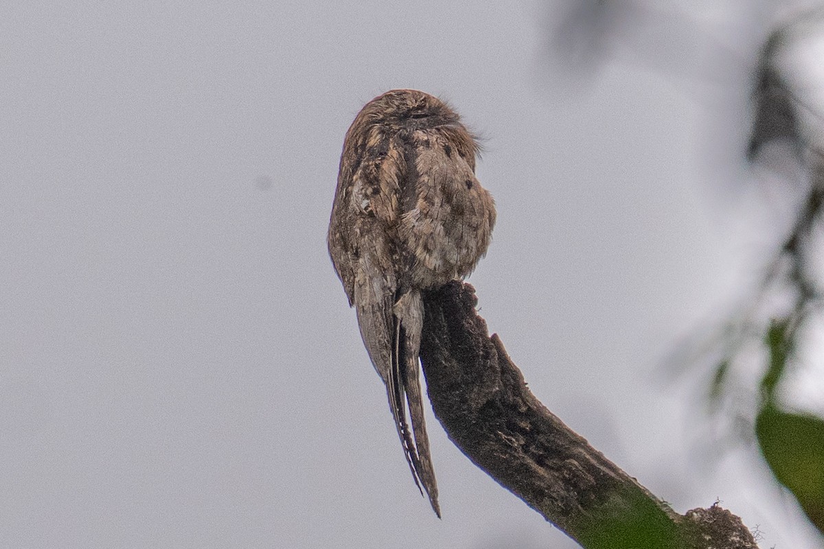 Common Potoo - ML639856970