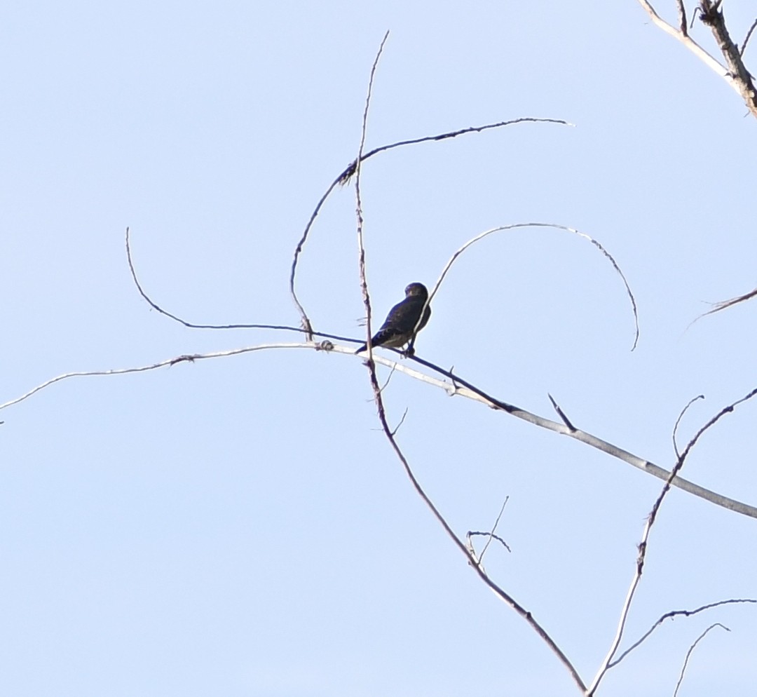 Merlin - ML639857004
