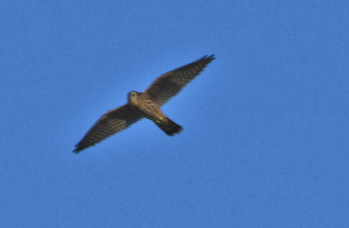 Merlin - ML639857005