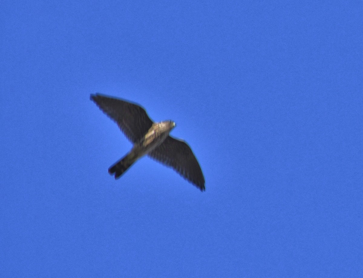 Merlin - ML639857006