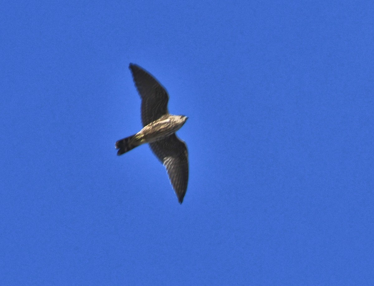 Merlin - ML639857007