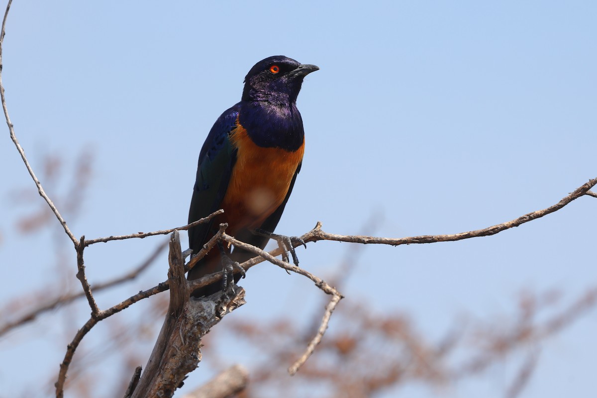 Hildebrandt's Starling - ML639857012