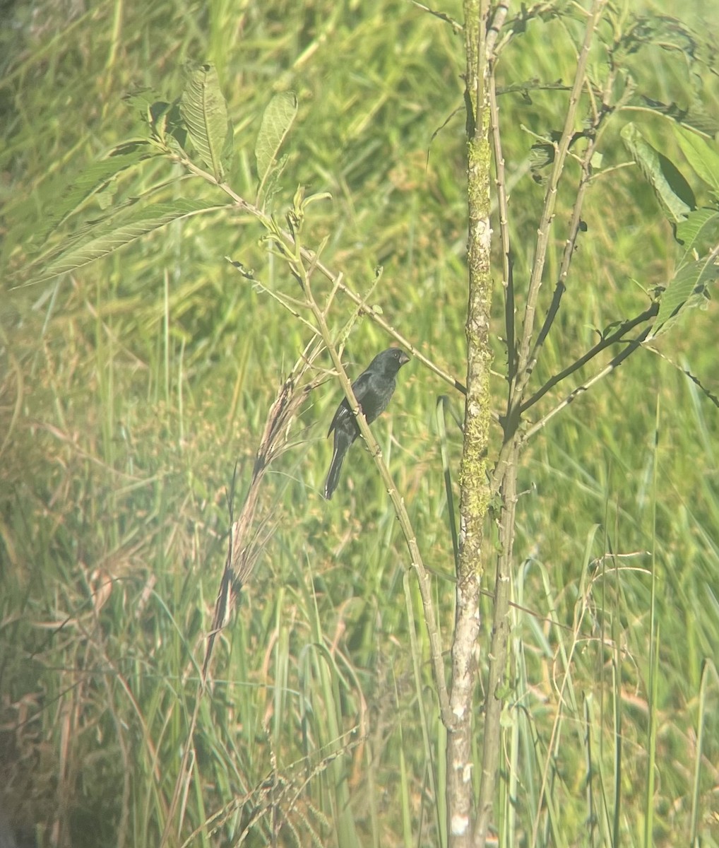 Black-billed Seed-Finch - ML639857039