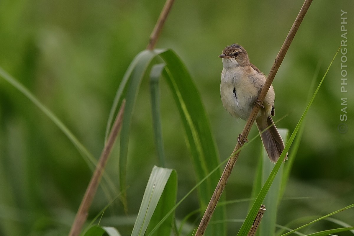 Blunt-winged Warbler - ML639857041