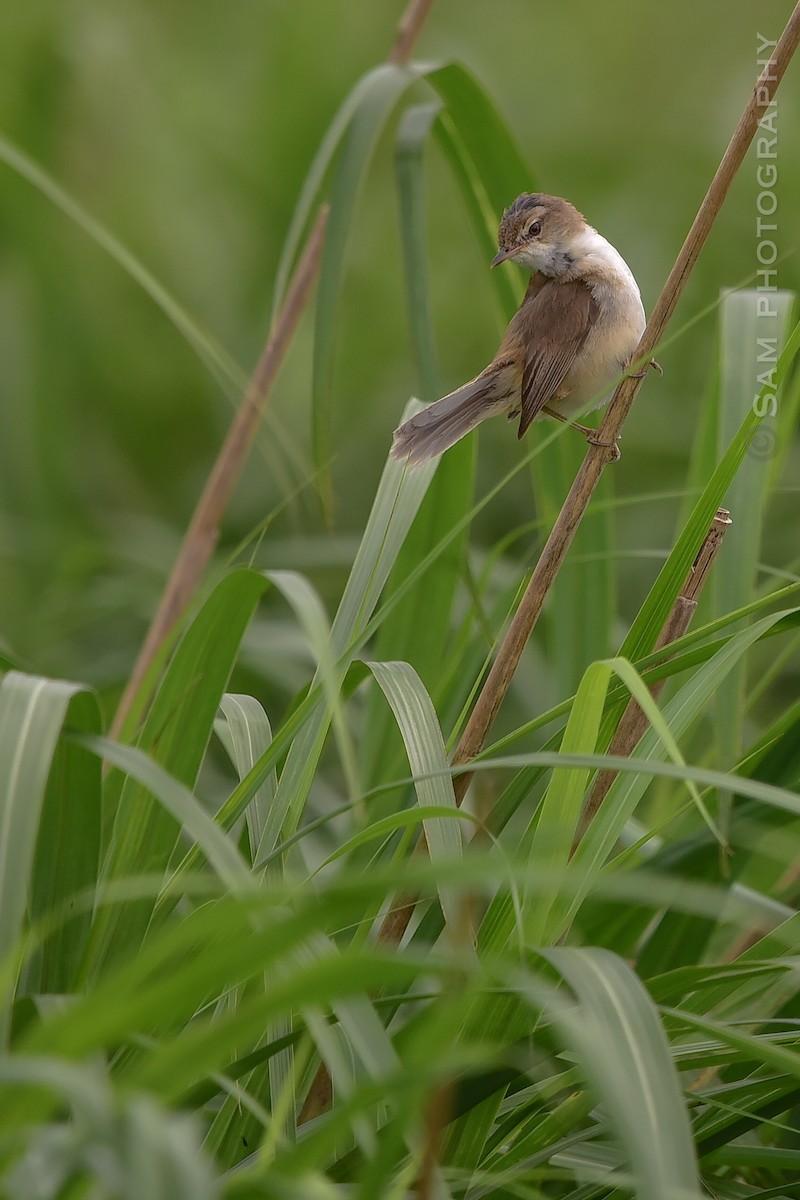 Blunt-winged Warbler - ML639857042