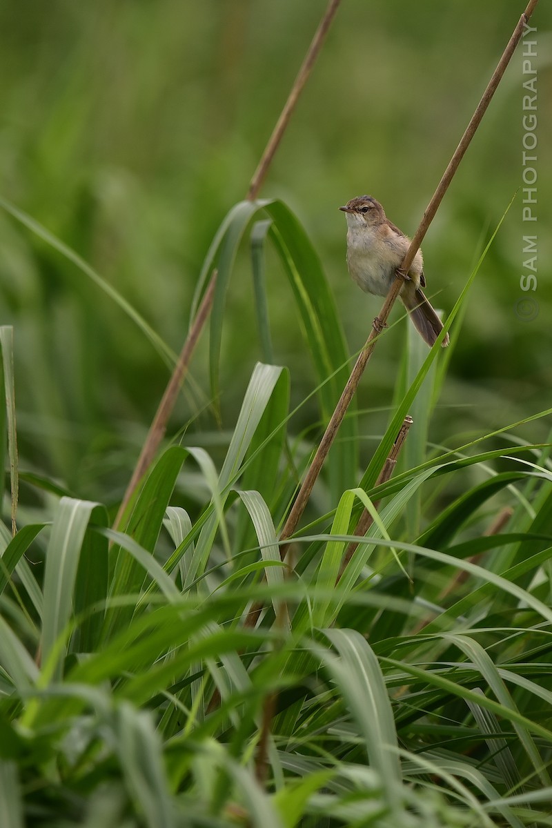 Blunt-winged Warbler - ML639857044