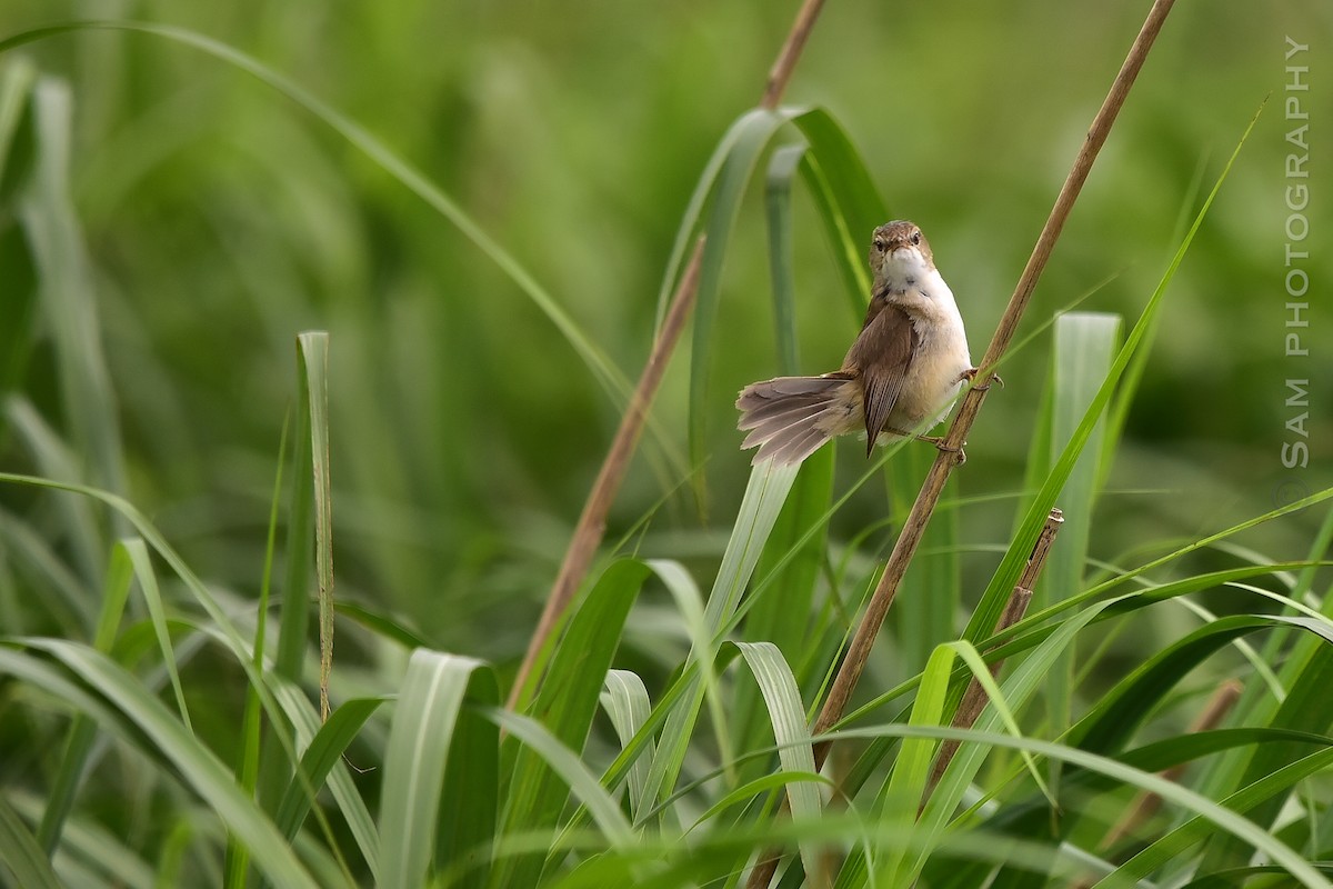 Blunt-winged Warbler - ML639857045