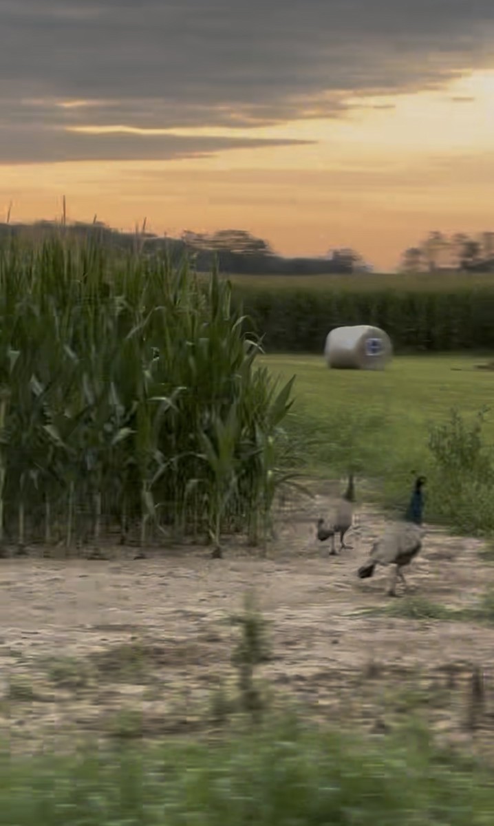 Indian Peafowl - ML639857174