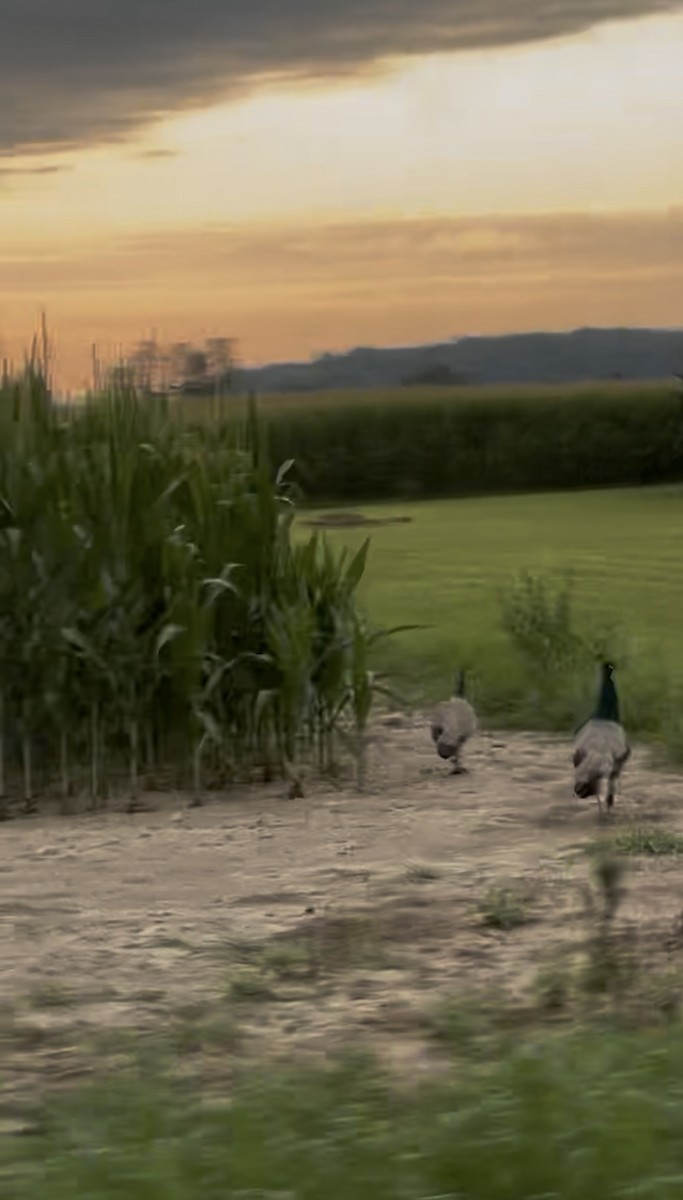 Indian Peafowl - ML639857175