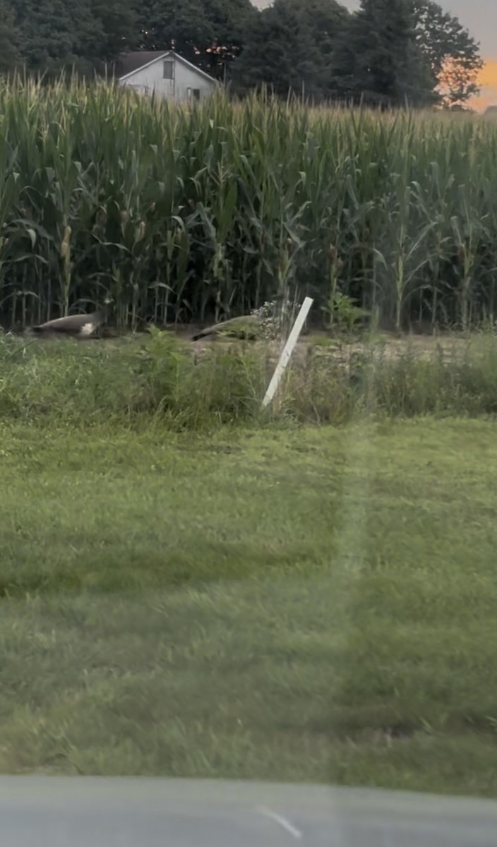 Indian Peafowl - ML639857176