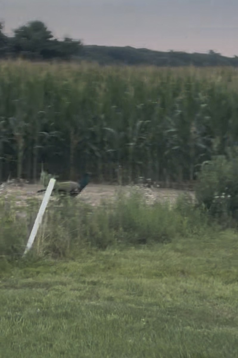 Indian Peafowl - ML639857177