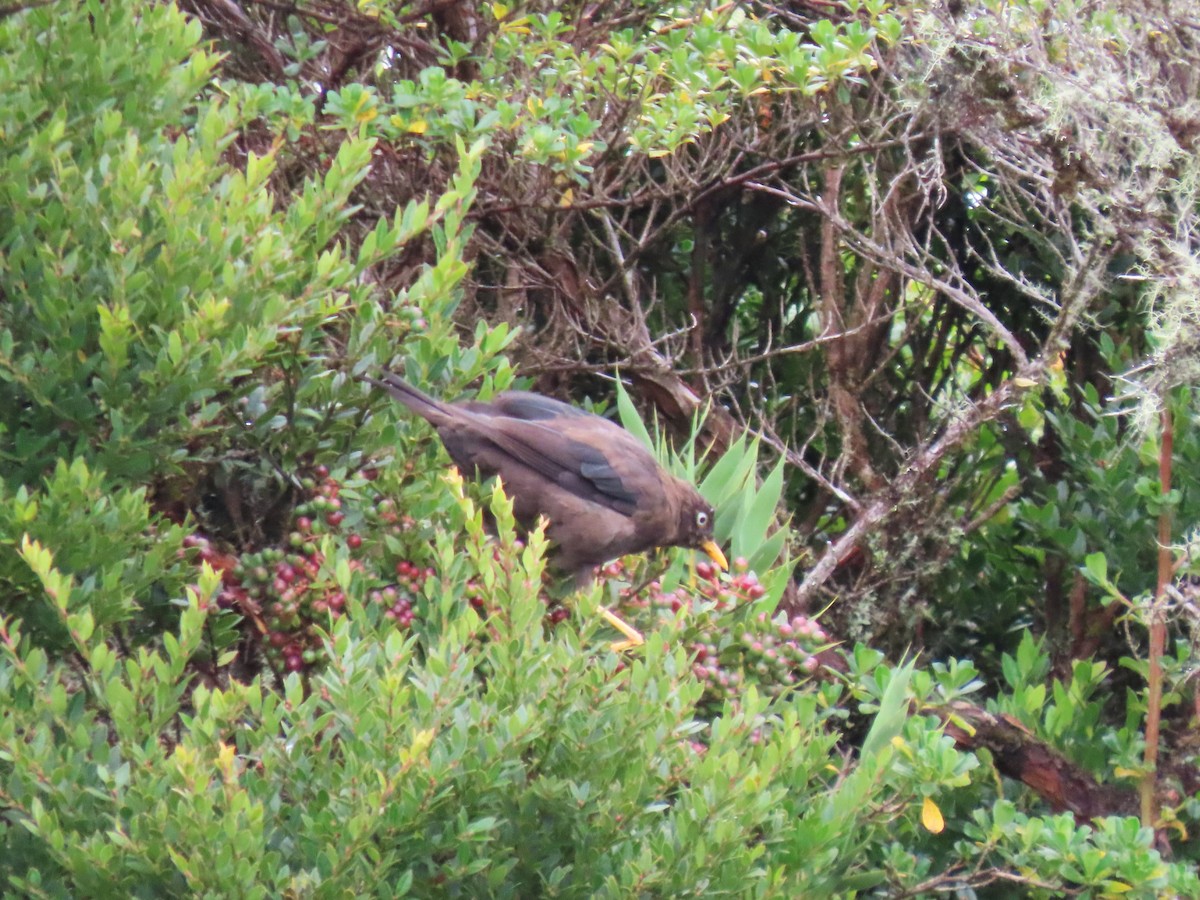Sooty Thrush - ML639857196