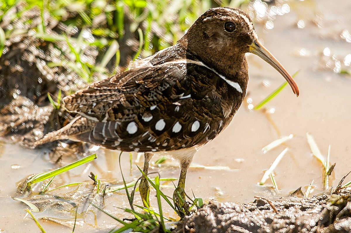 South American Painted-Snipe - ML639857229