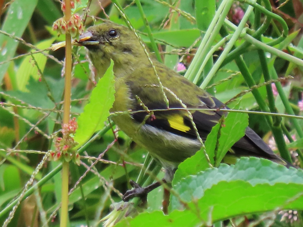 Yellow-bellied Siskin - ML639857253