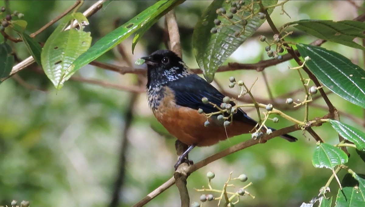 Spangle-cheeked Tanager - ML639857254